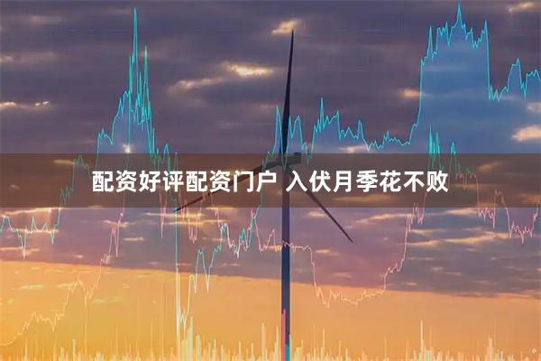 配资好评配资门户 入伏月季花不败